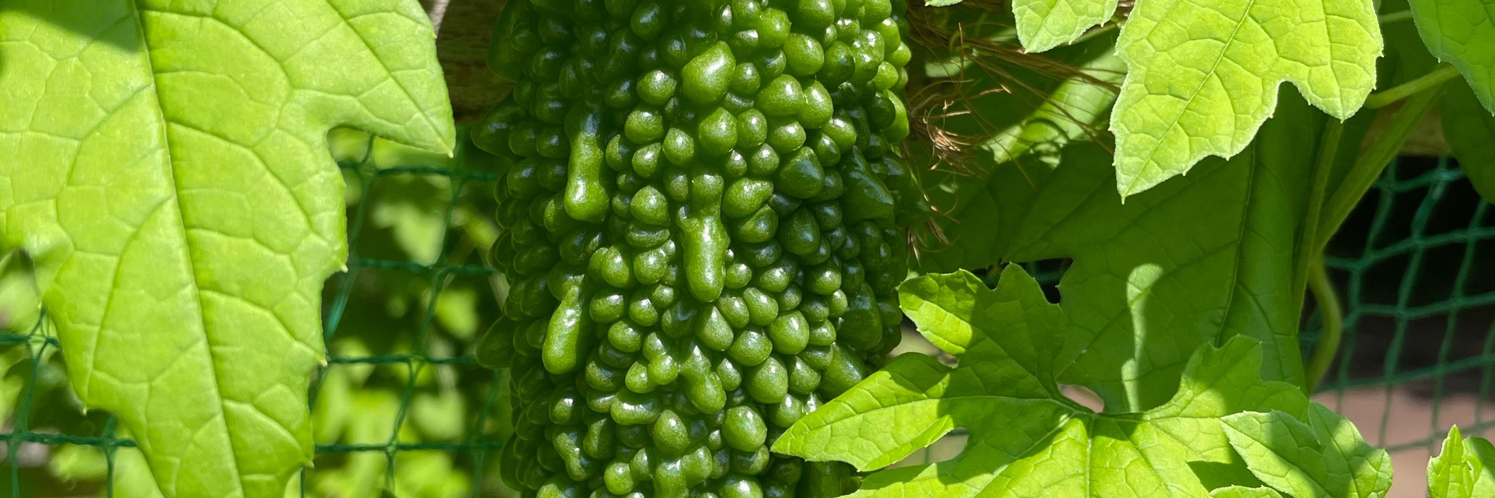mshyd