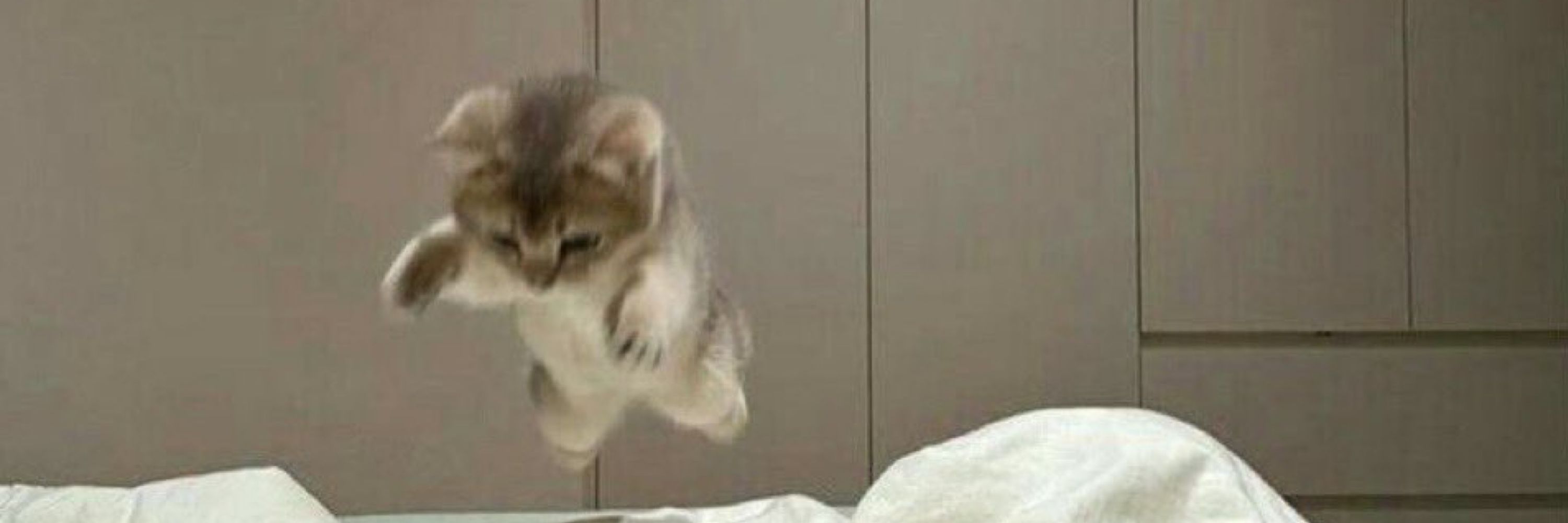 참치
