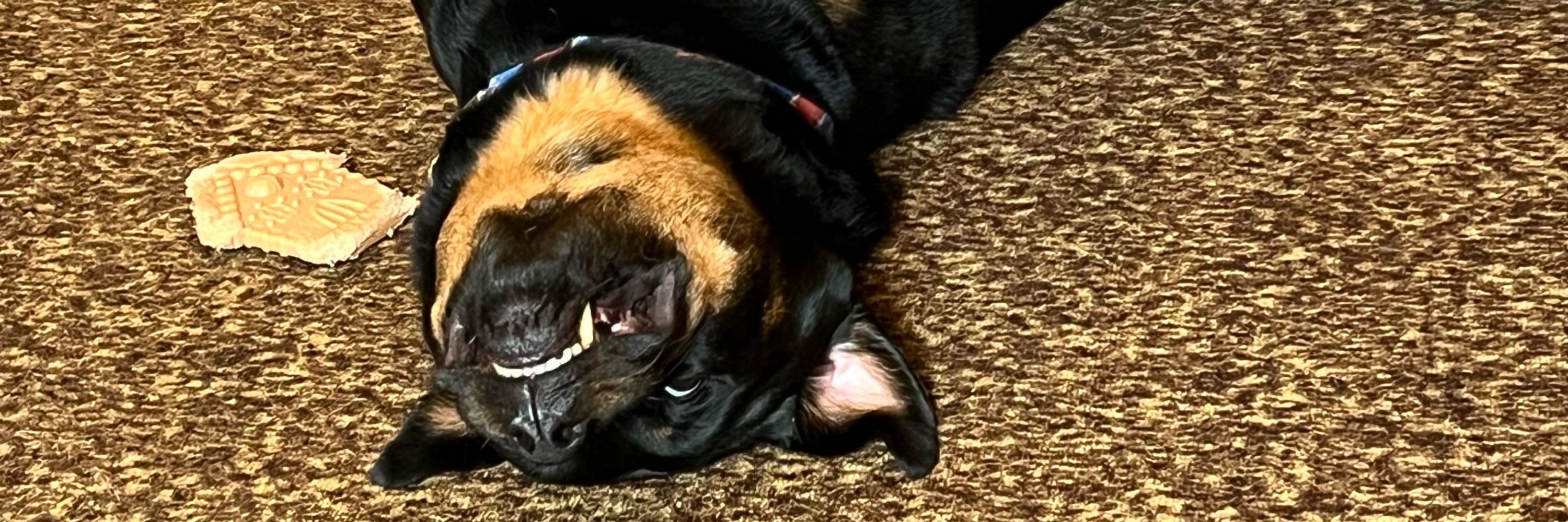 Puppy