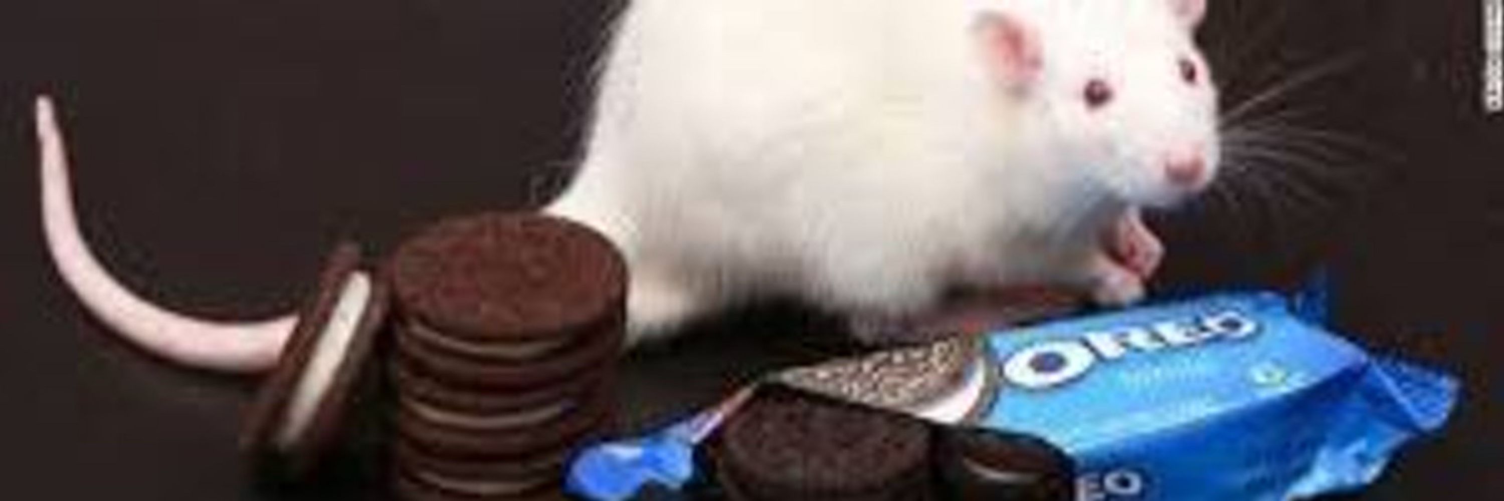 Rat Milk Oreos