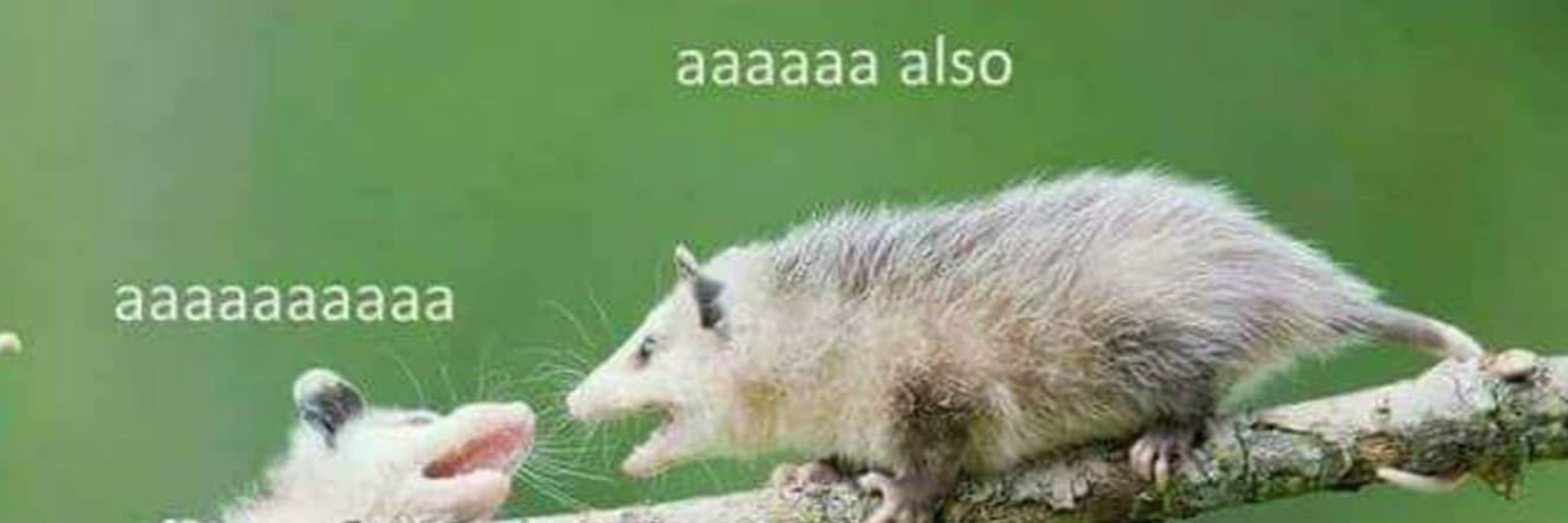Ferret_Tism🇬🇧🚇