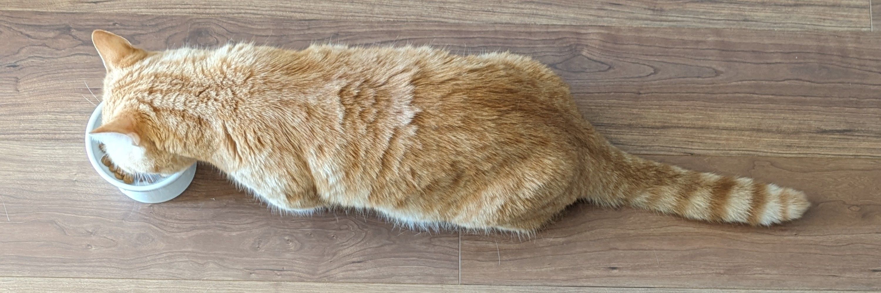 ぽんがし