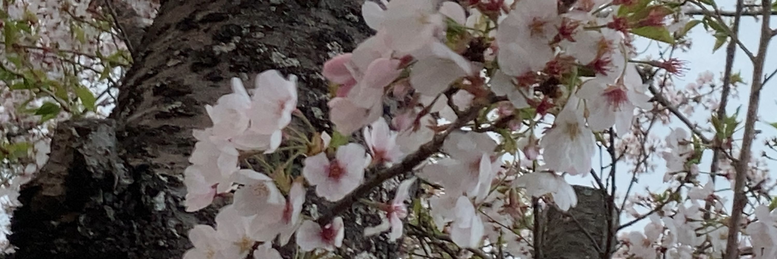 百合烏賊