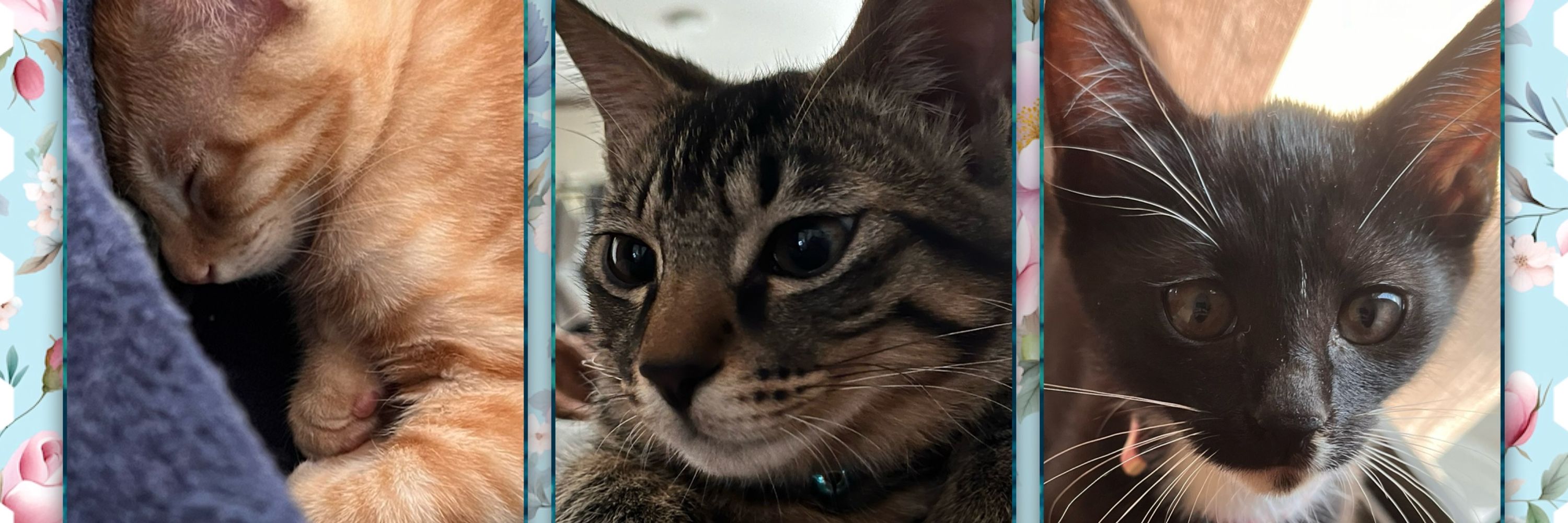 猫野シロ