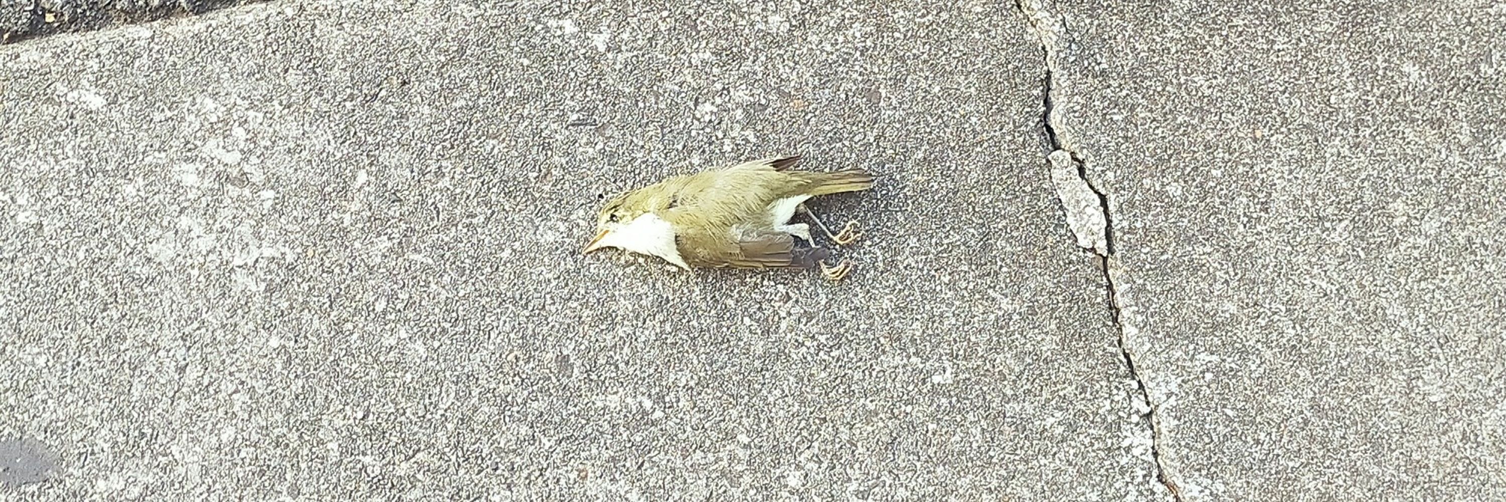 鯖の塩漬け