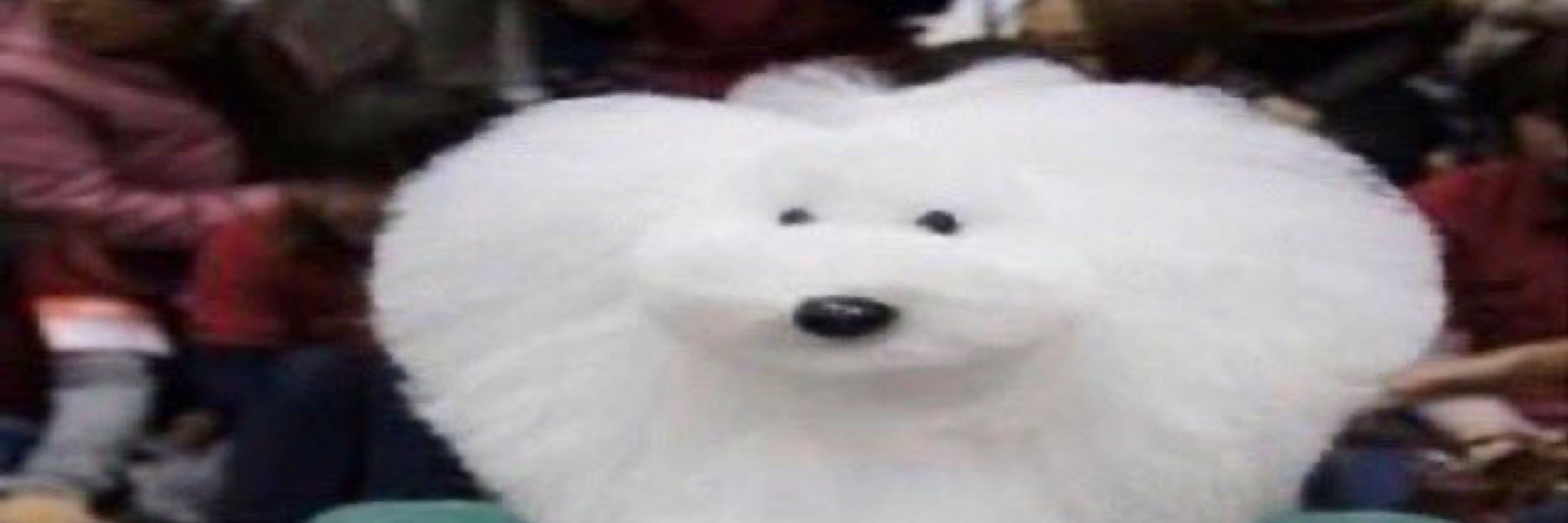 pupu