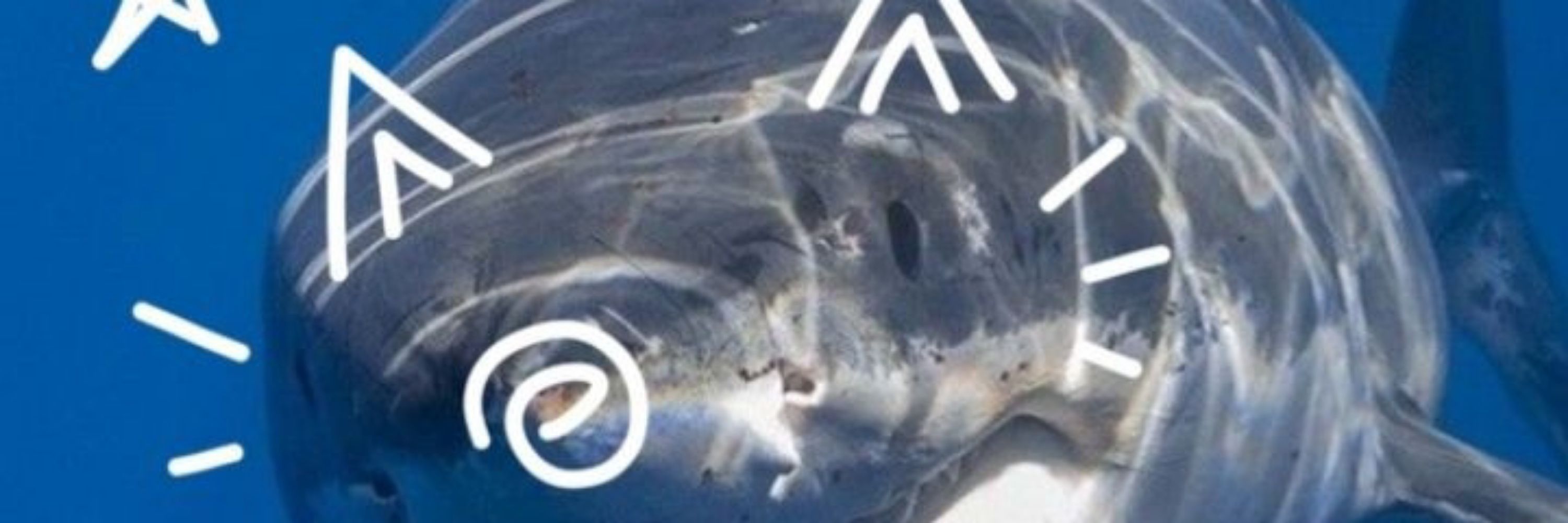 Sick-shark