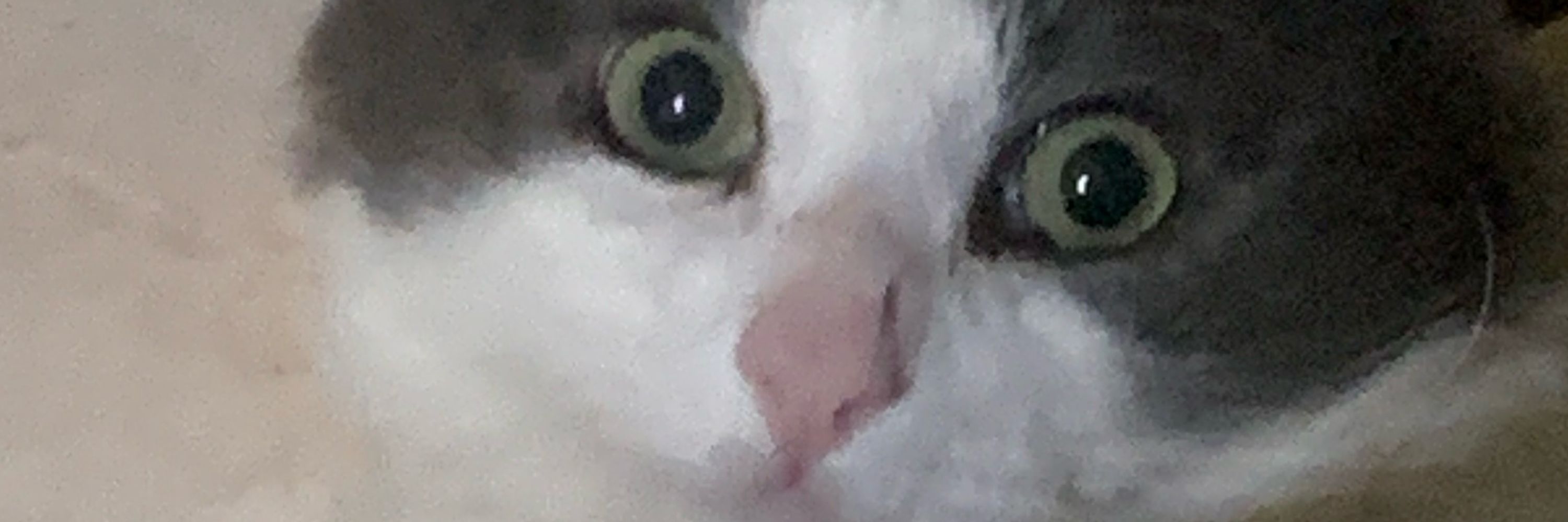 apenas um gato bruxo