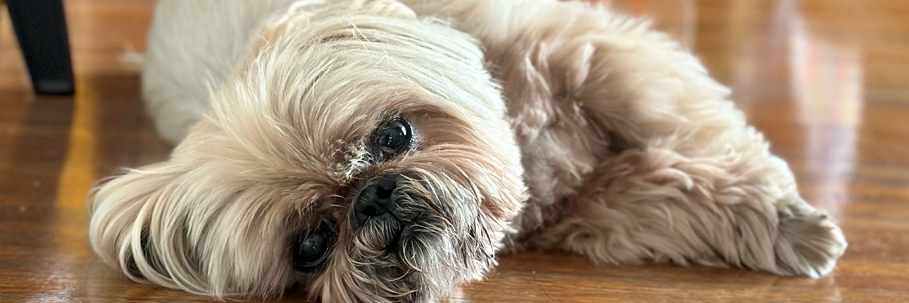 Dougie the Shih Tzu