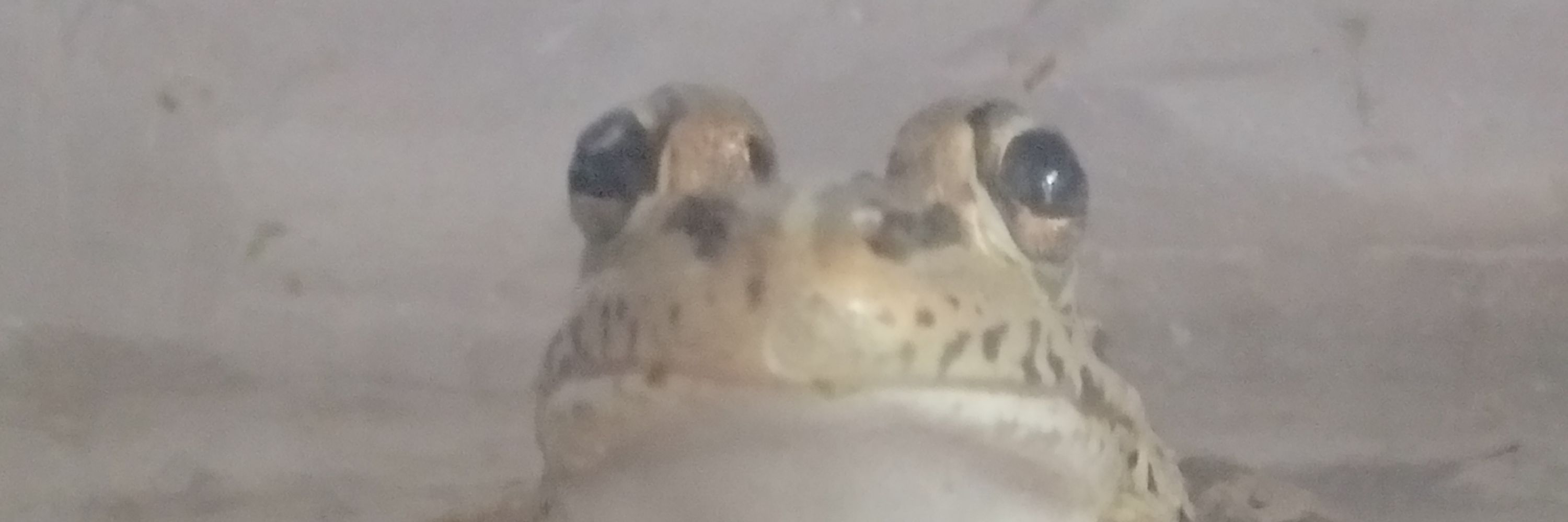 TobyCrocodile