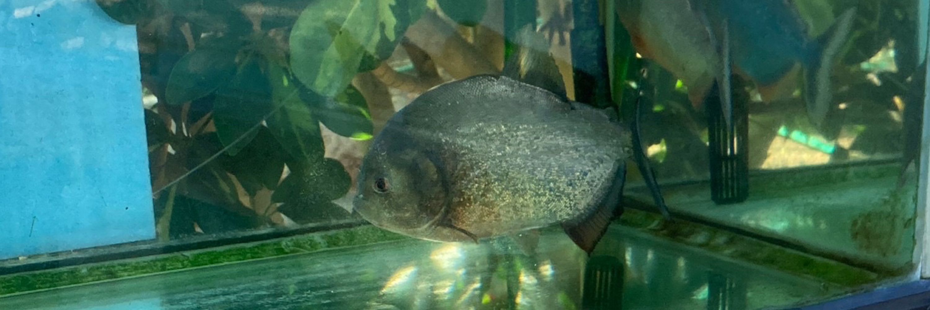 ころも