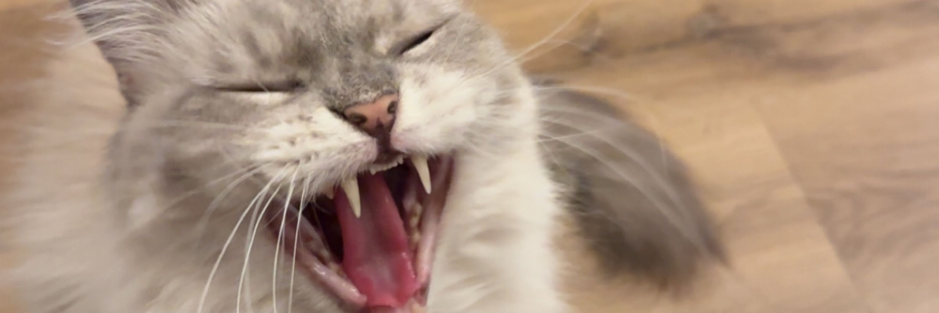 NWF