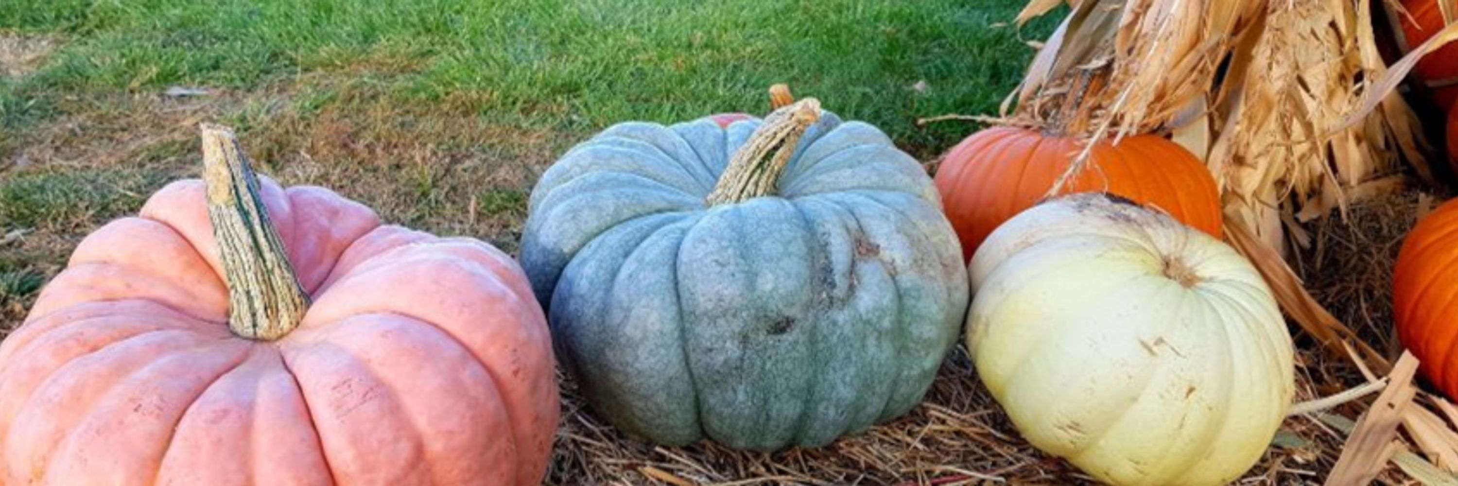 Blue Pumpkin Seed Co.