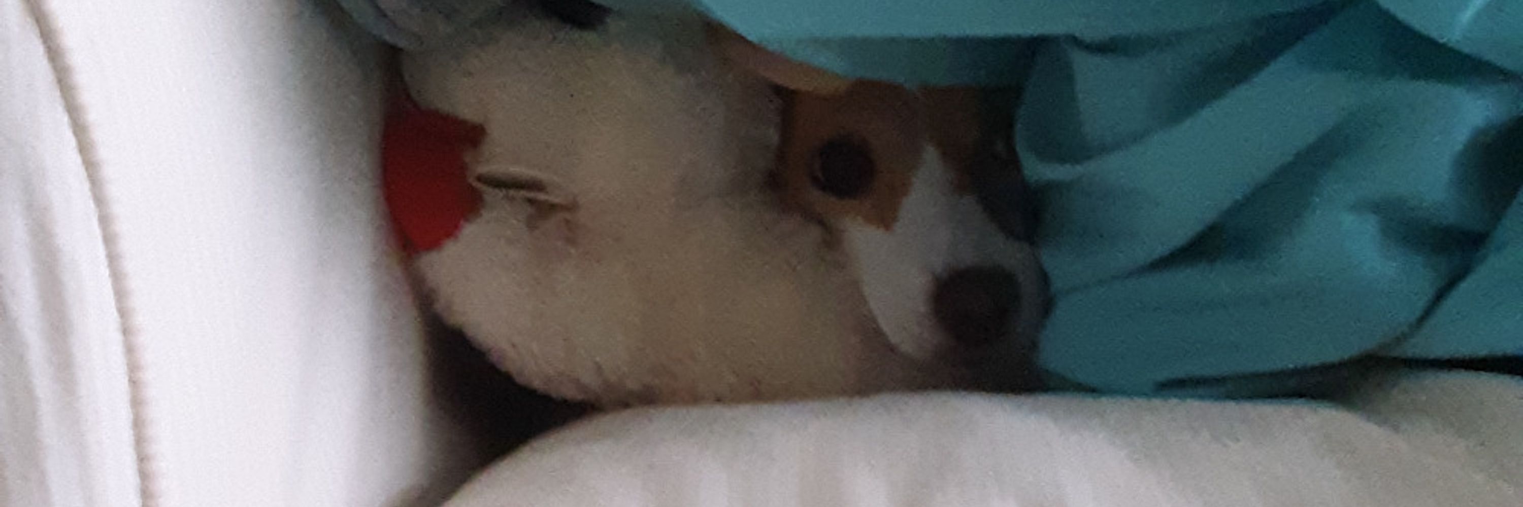 Teto🐑