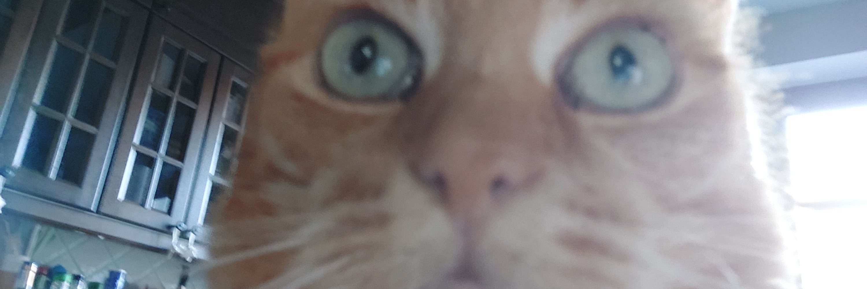 Niko