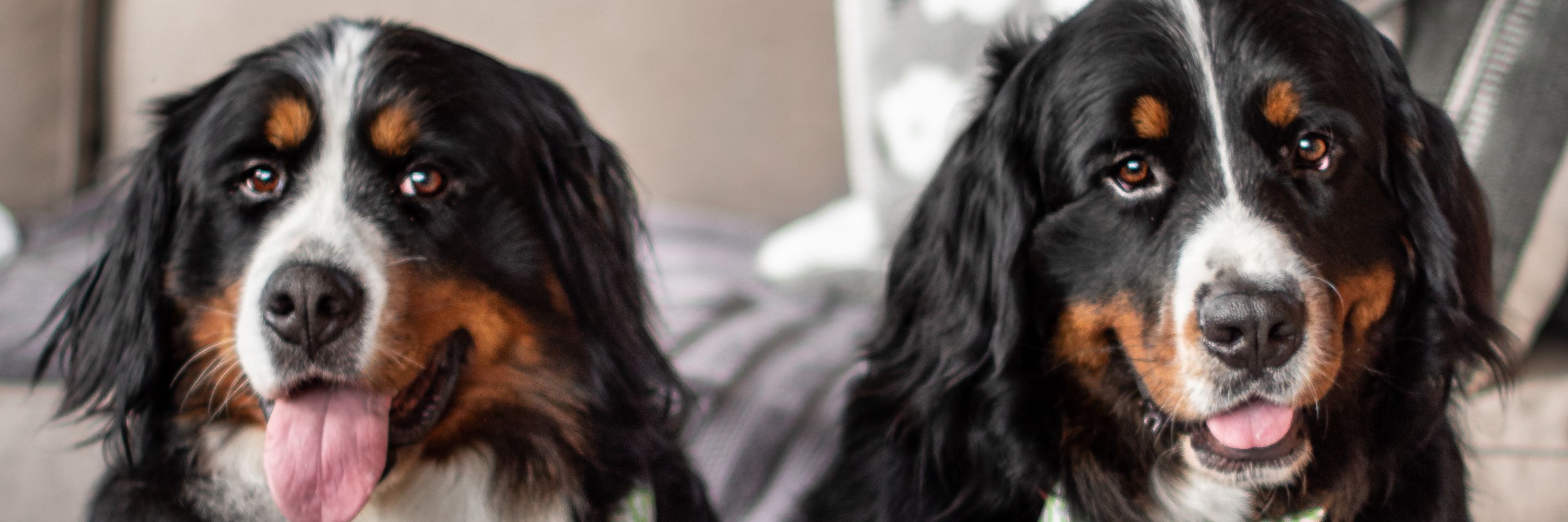 The Berner Bunch