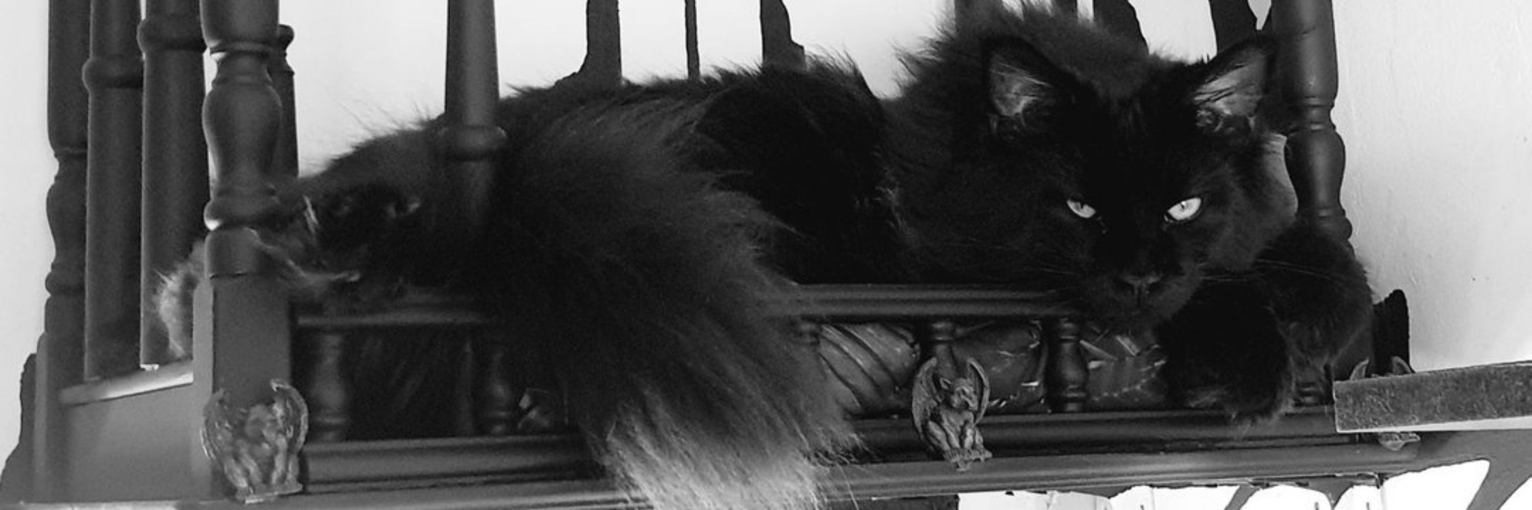 Goth&2Cats