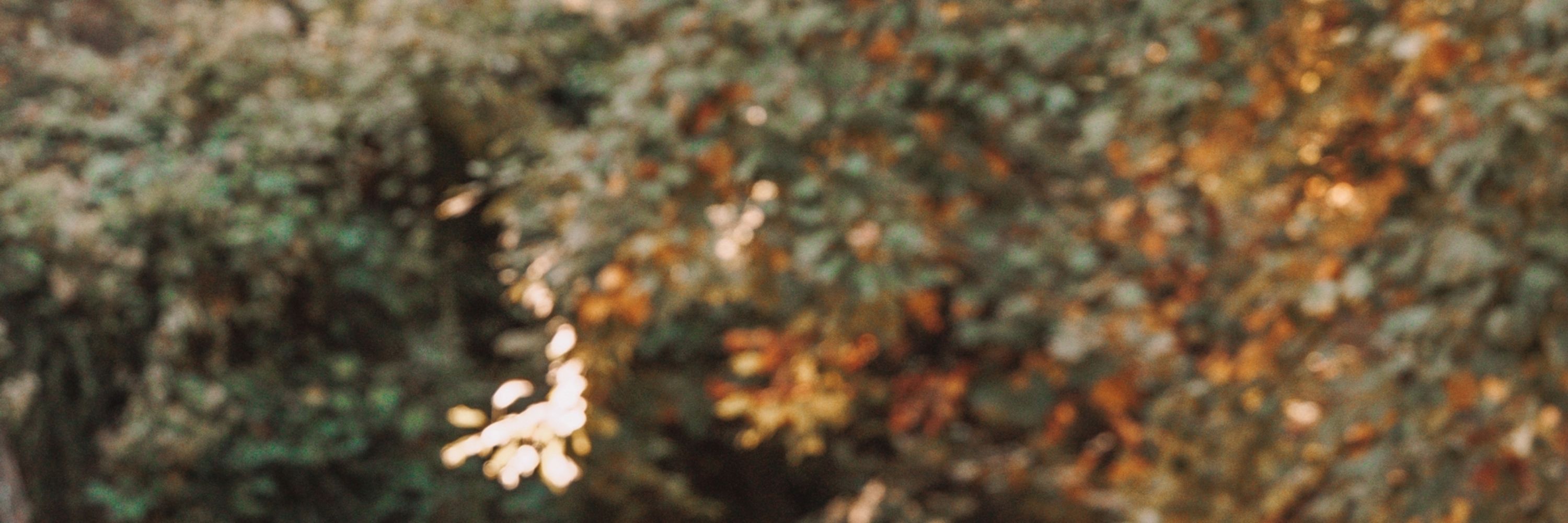 Laura Pittenger