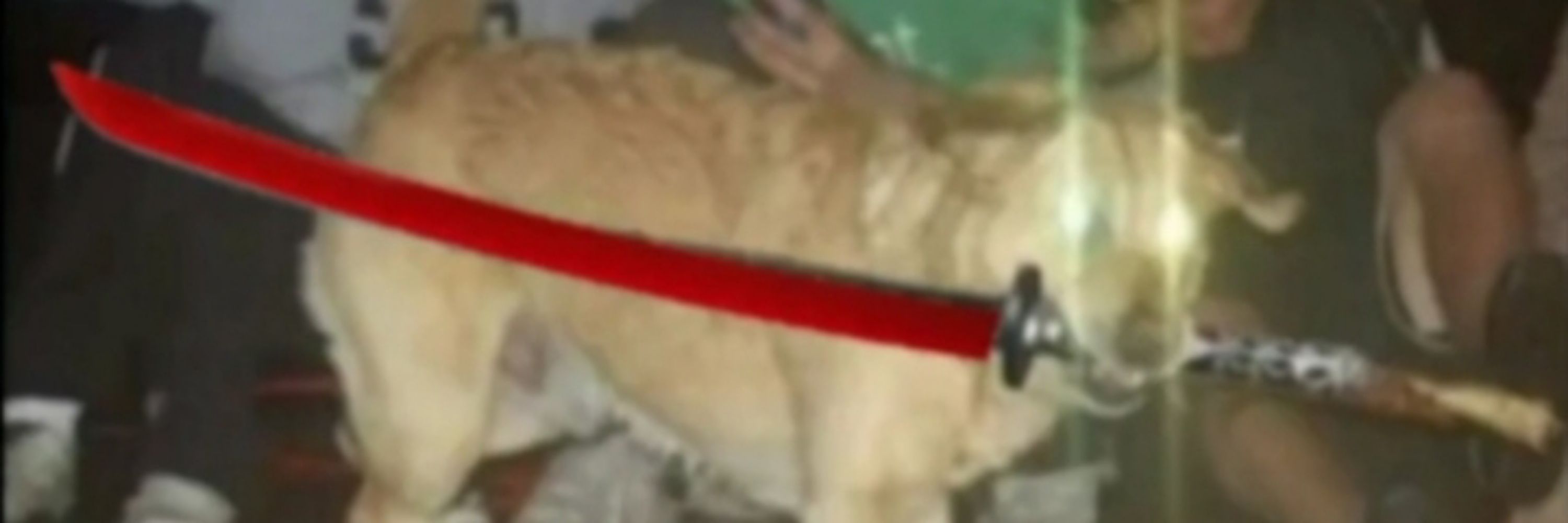 CãoDosInfernos
