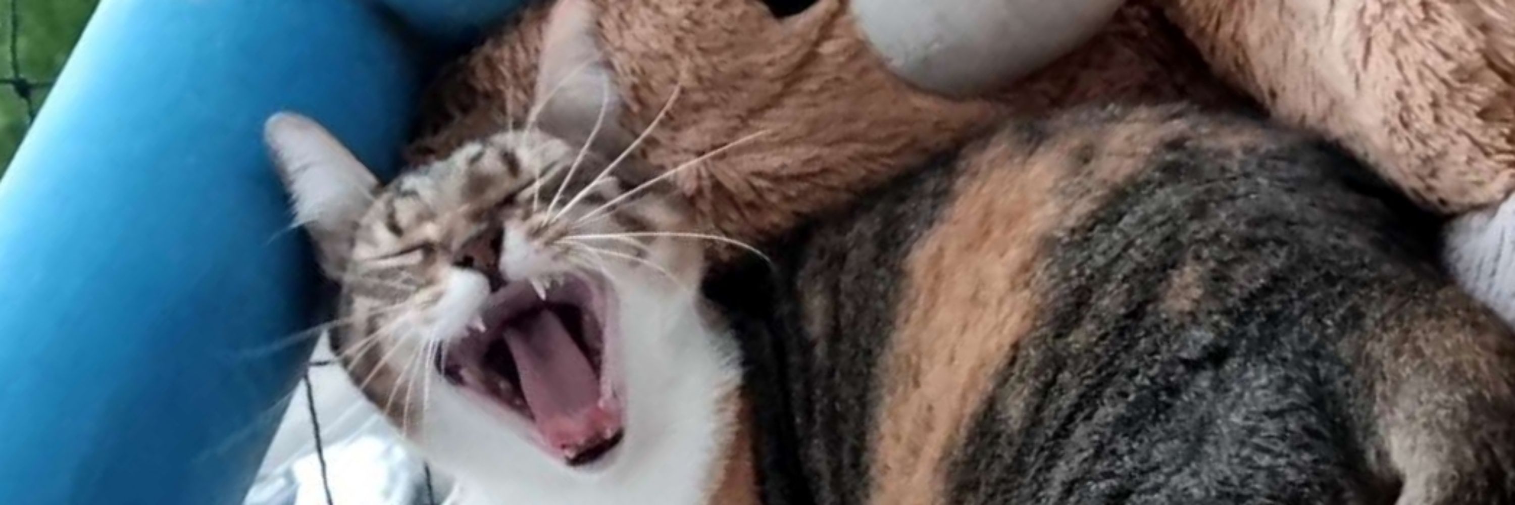 Tigre da Chuva
