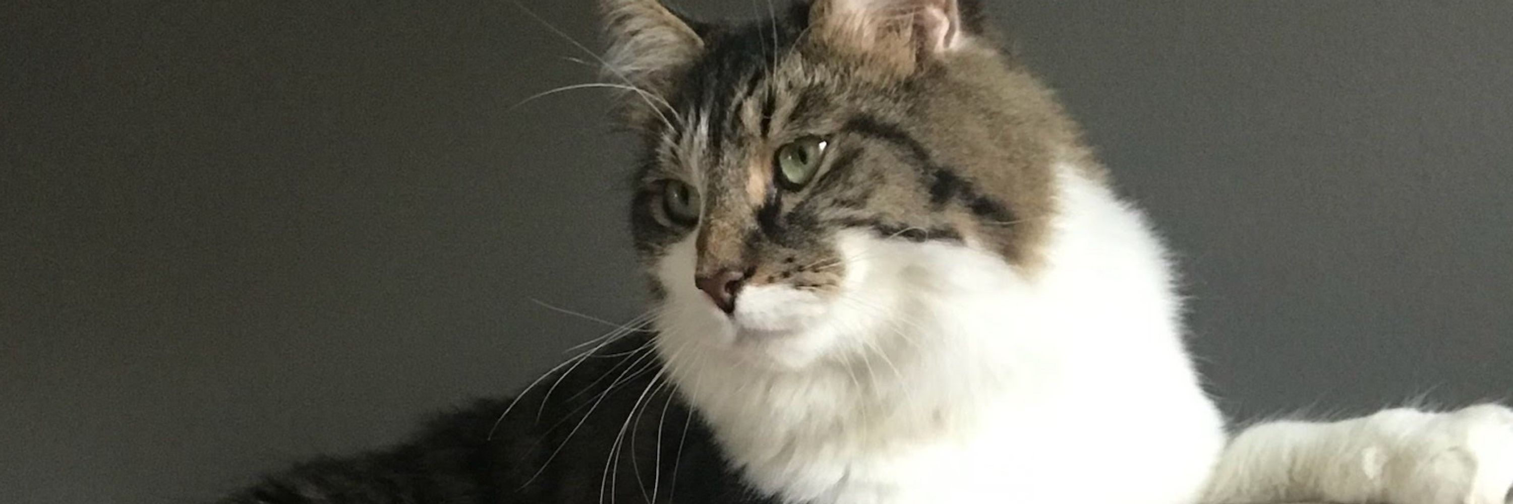 Pawster Nashville