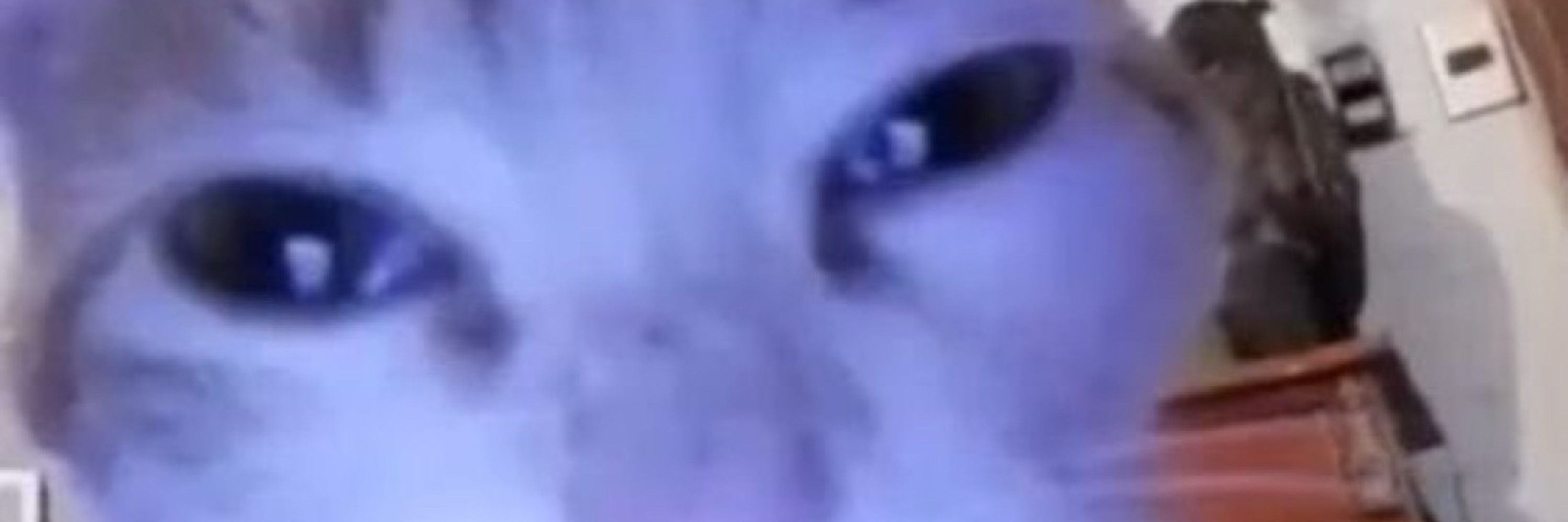 Out of Context Pets