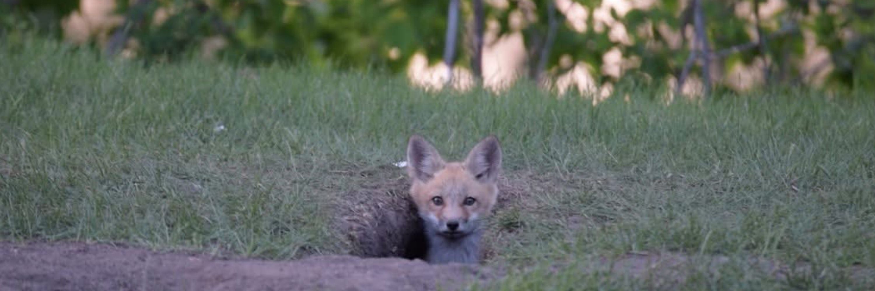Protect MN Wildlife