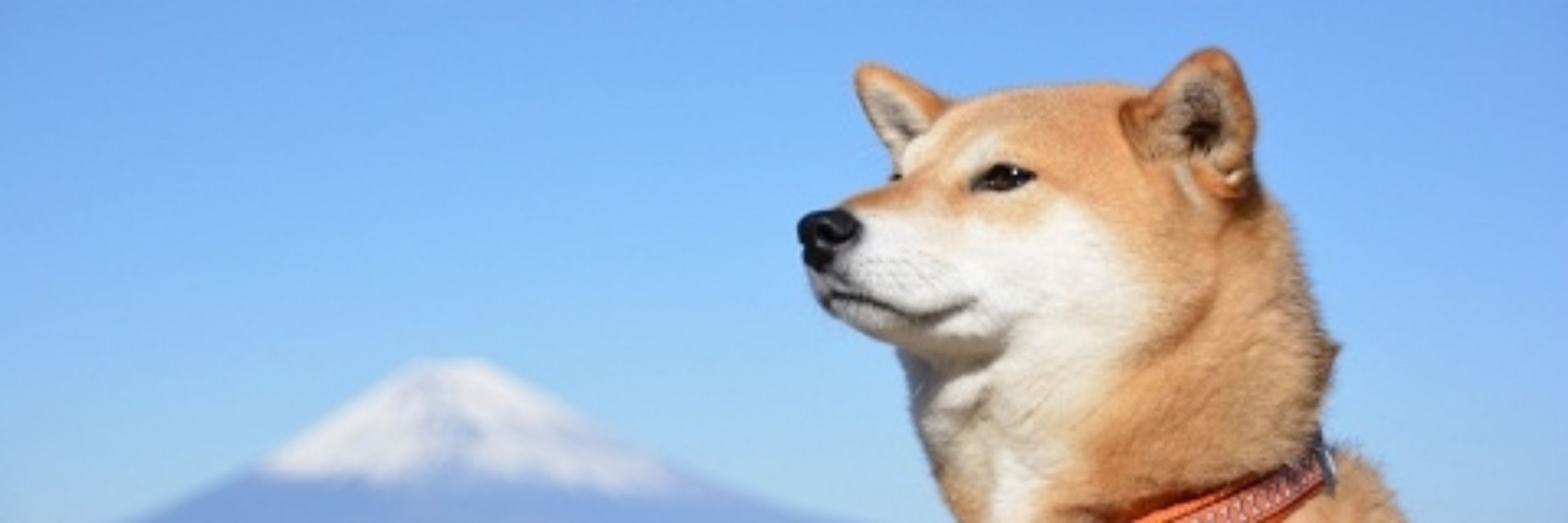 はなまる。