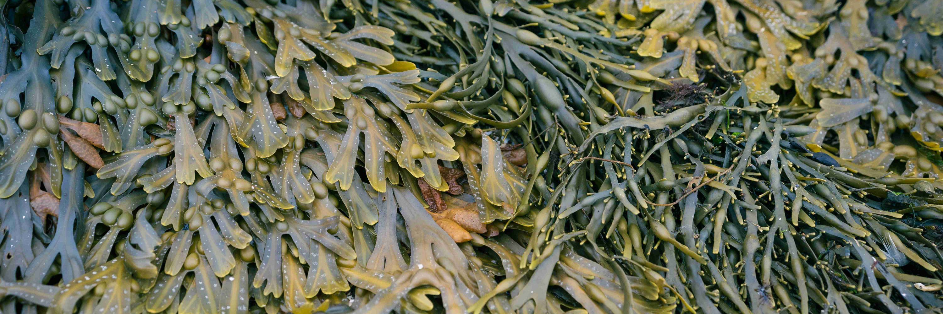 Ramunė