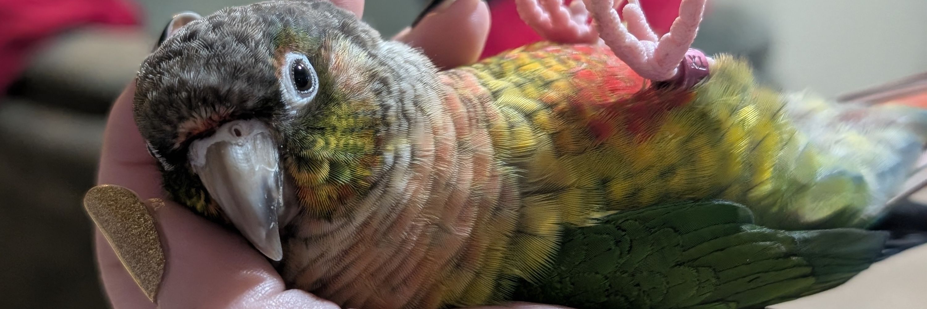 Finnick the Parrot