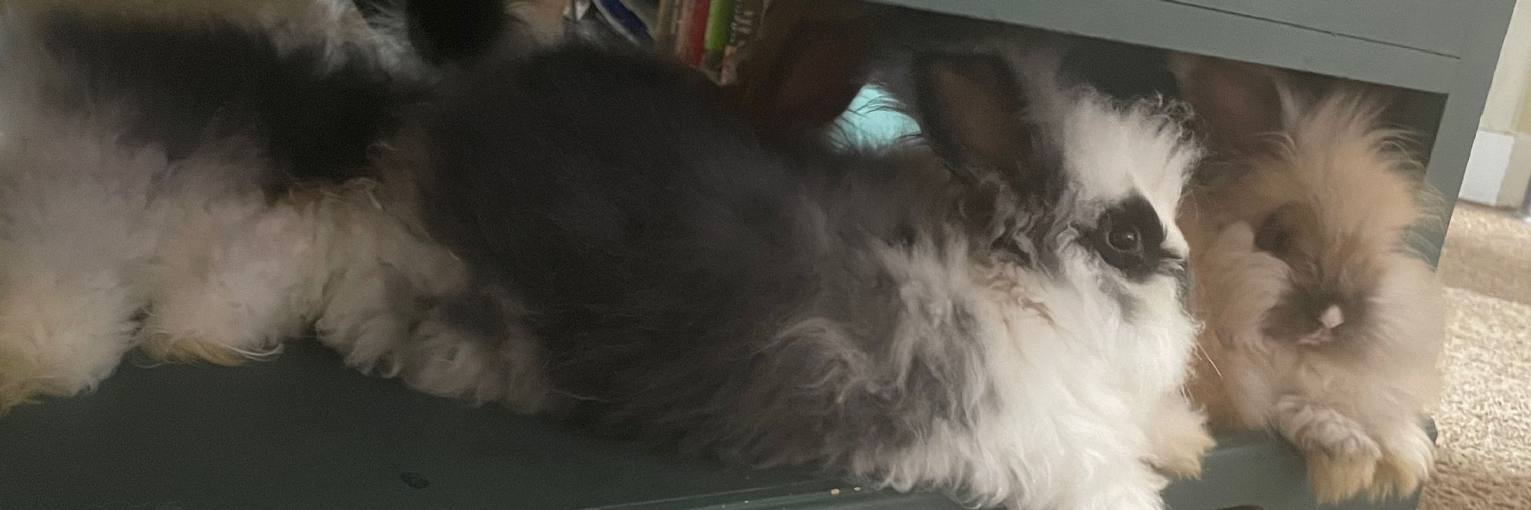 Fluff Fix Fiber