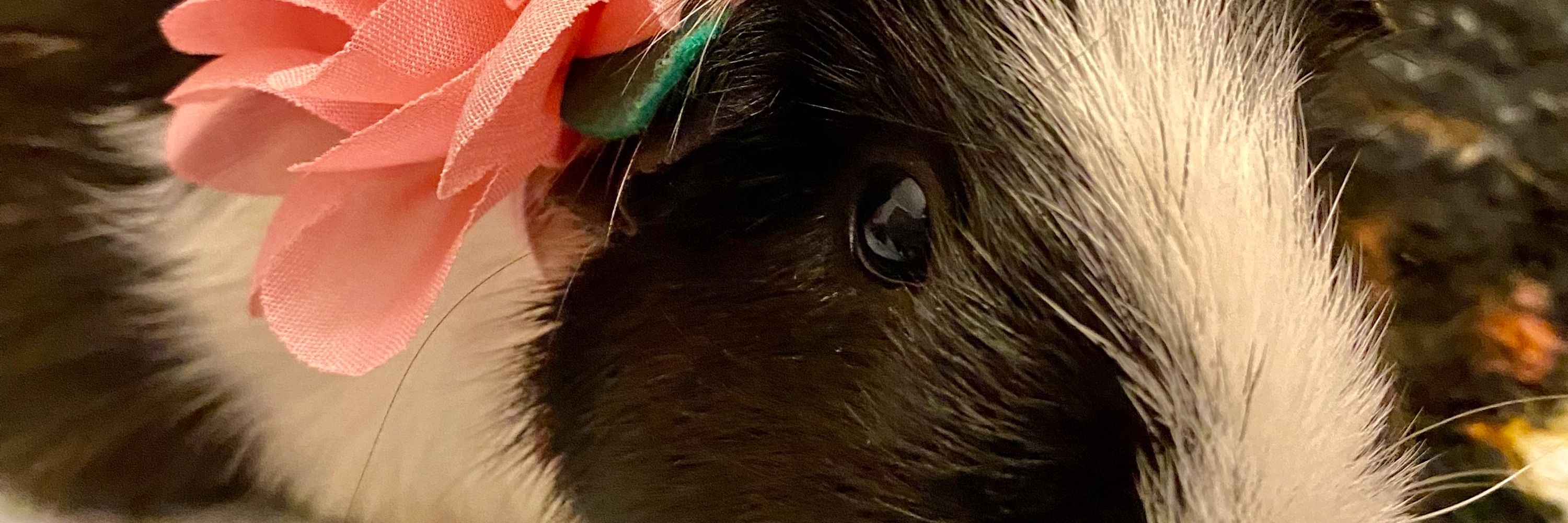 Esz⸆⸉⊬🦊