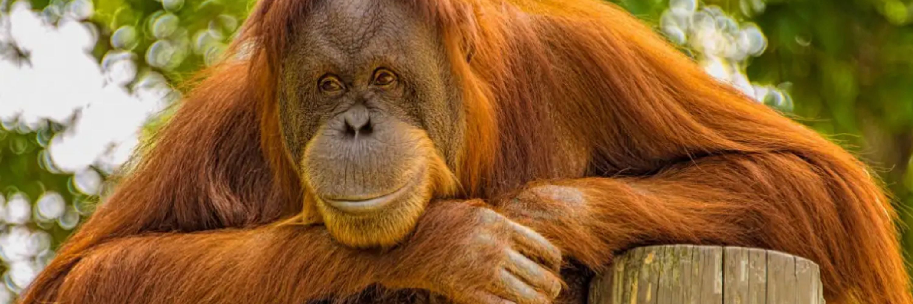 Save Orangutans. Ban Palm Oil. Buy Rainforest.