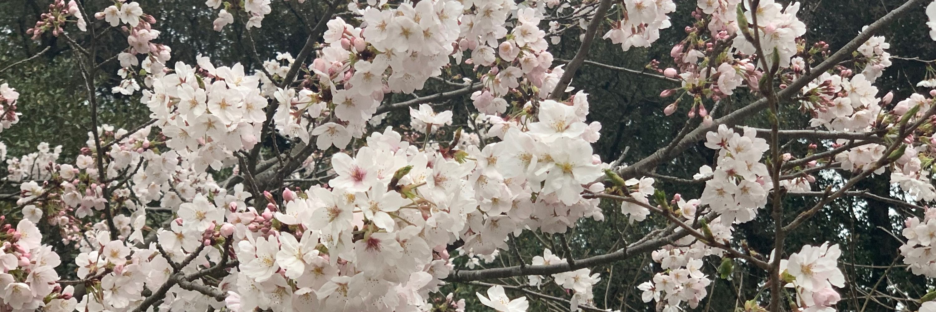 ゆず