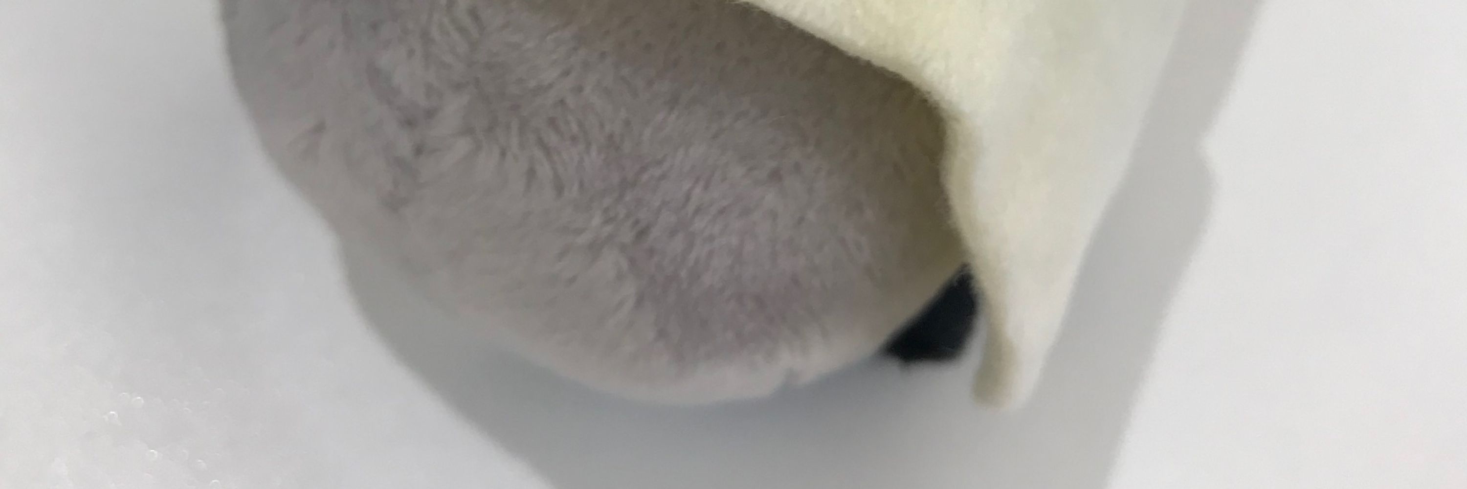 ヨネ粉