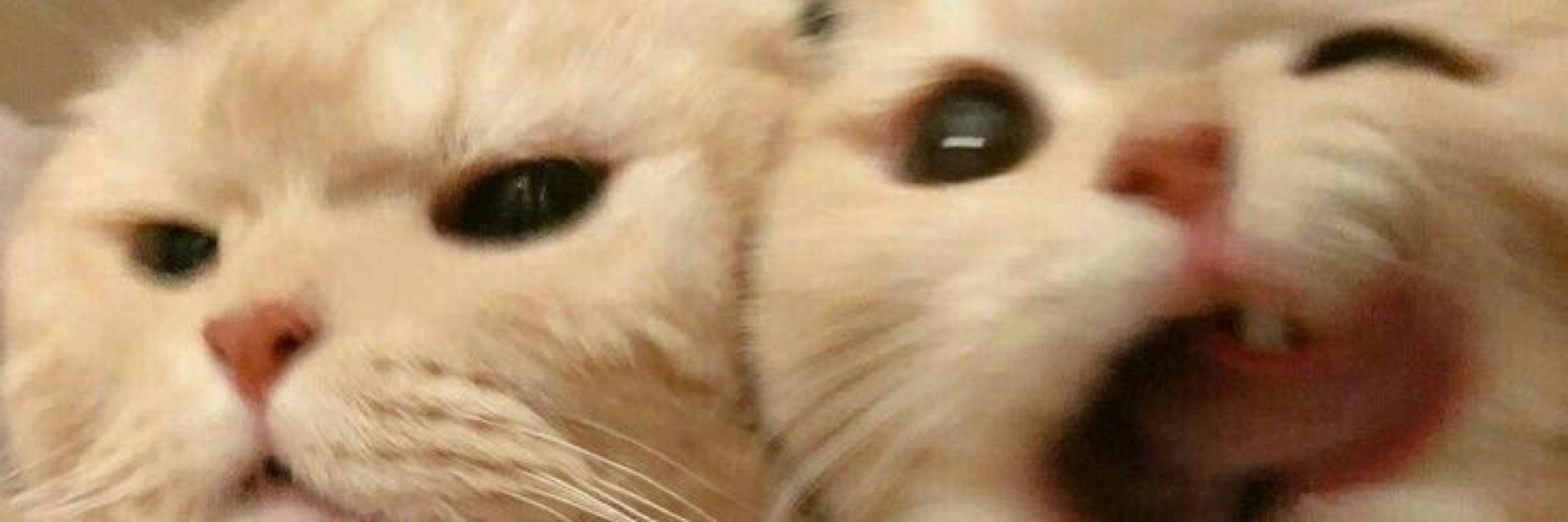 Syche Yan