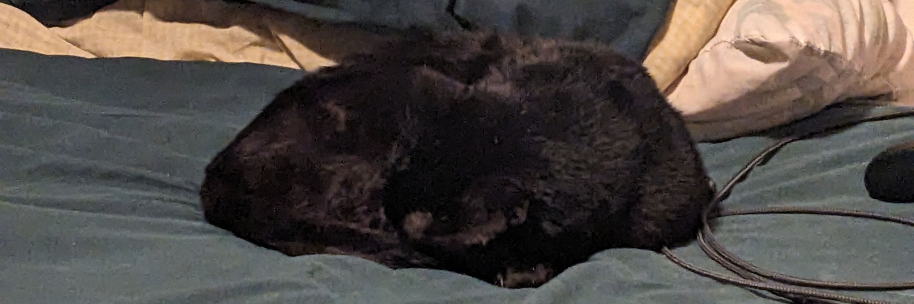 Acetheteddybear