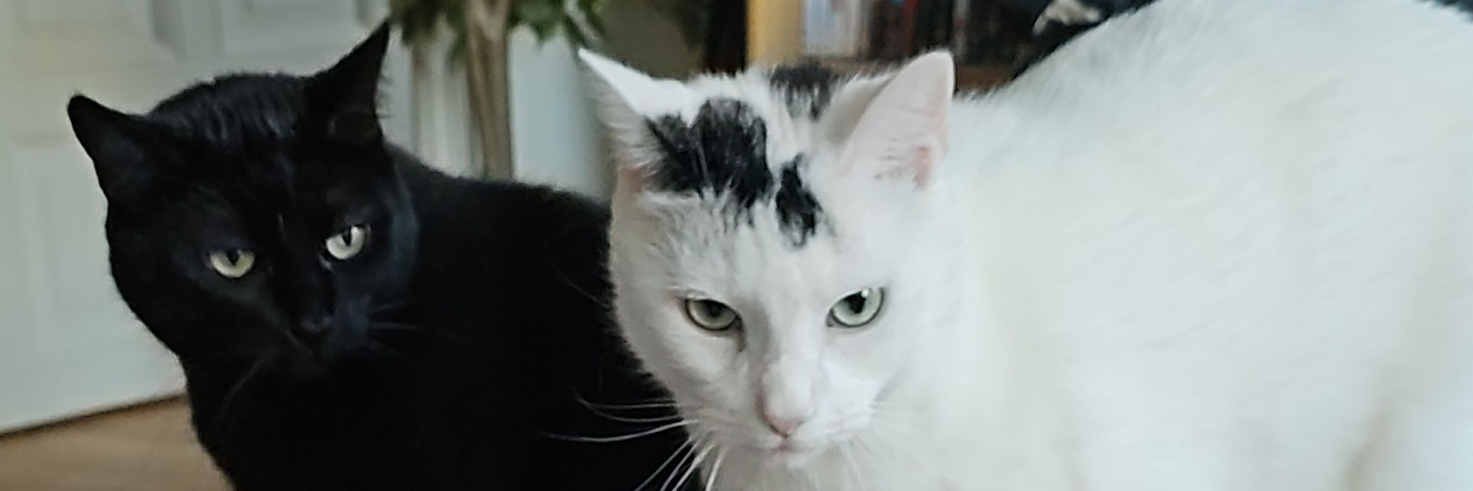 AncientCrazyCatlady