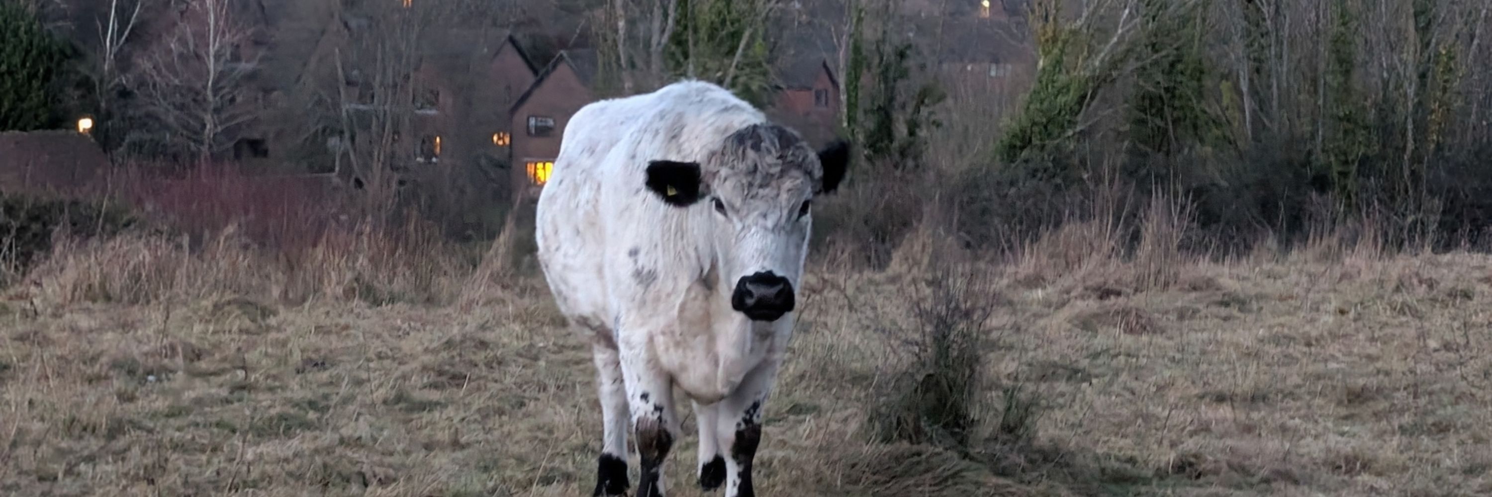 Moo Cow 🐄