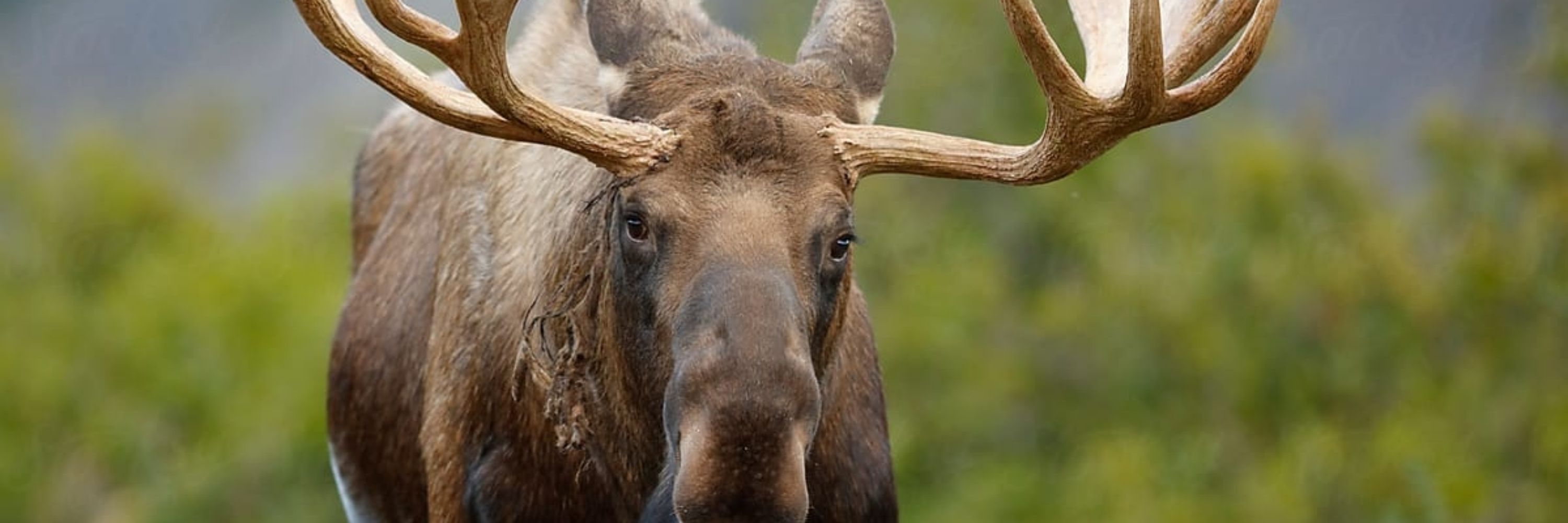 The Bull Moose