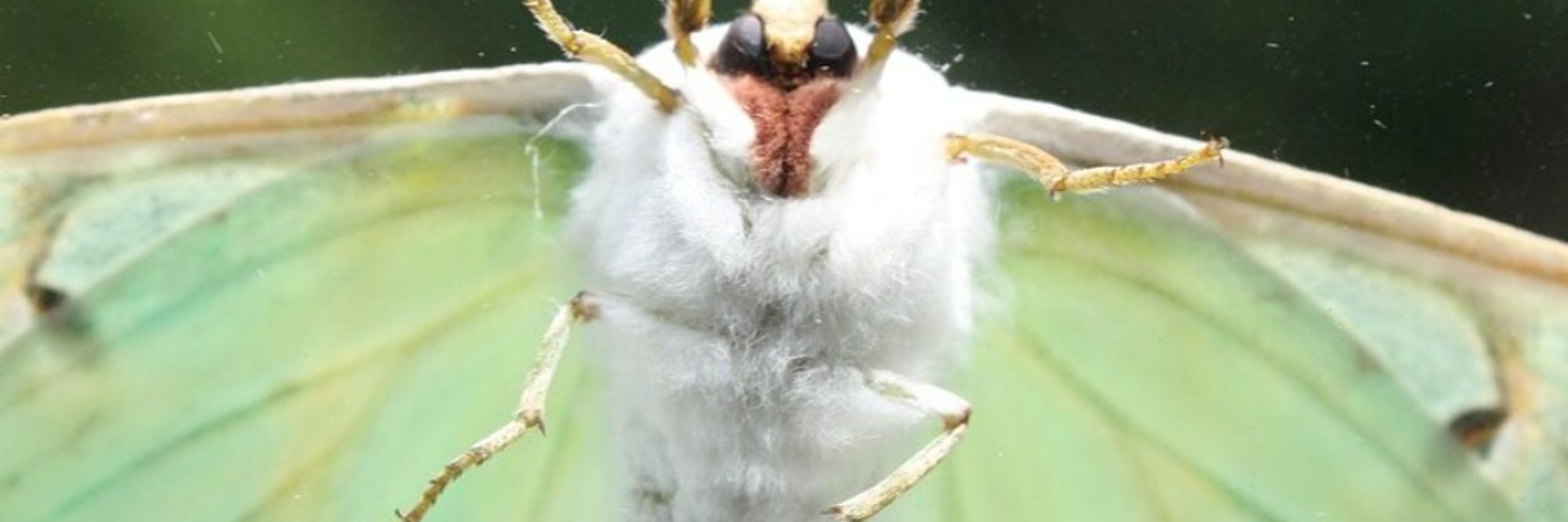 moth