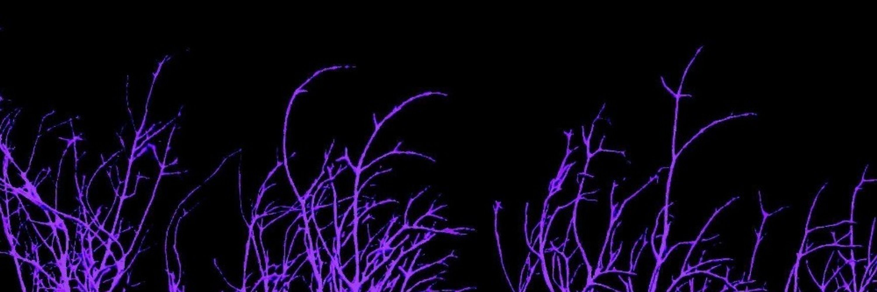 💜Forest🔪