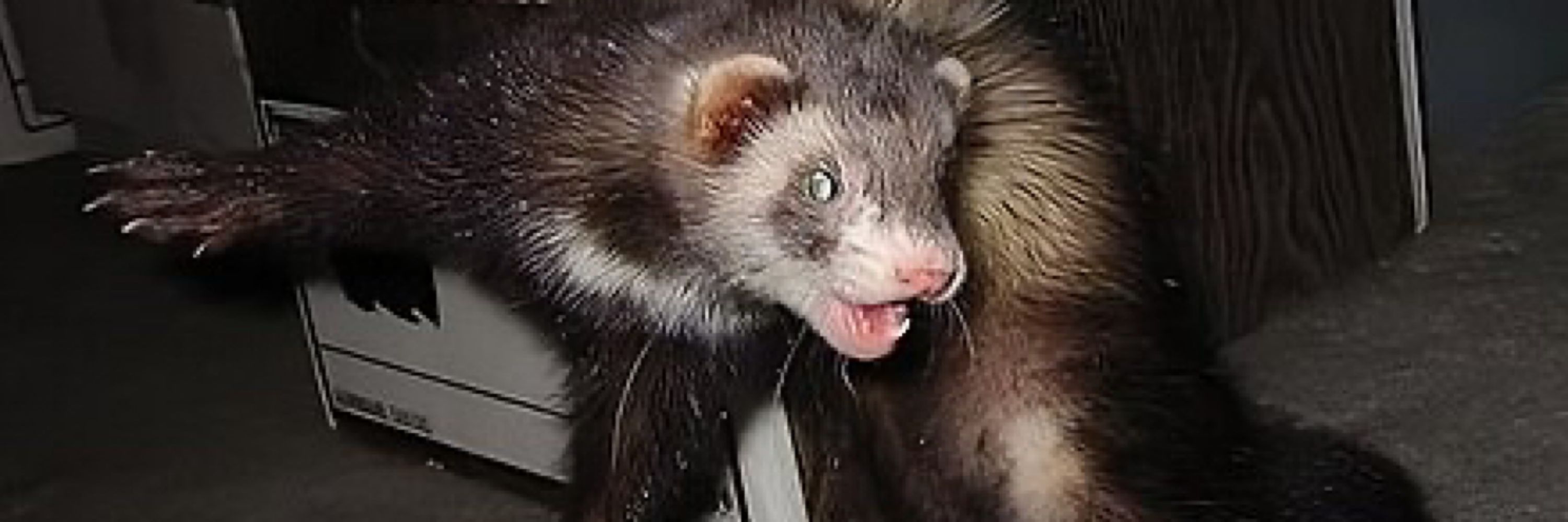 Lennie Ghiottona