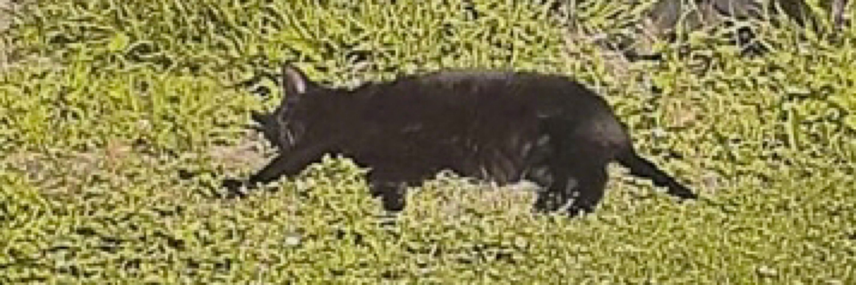 Dawn 🐈‍⬛🧛🏻‍♀️💀♿️