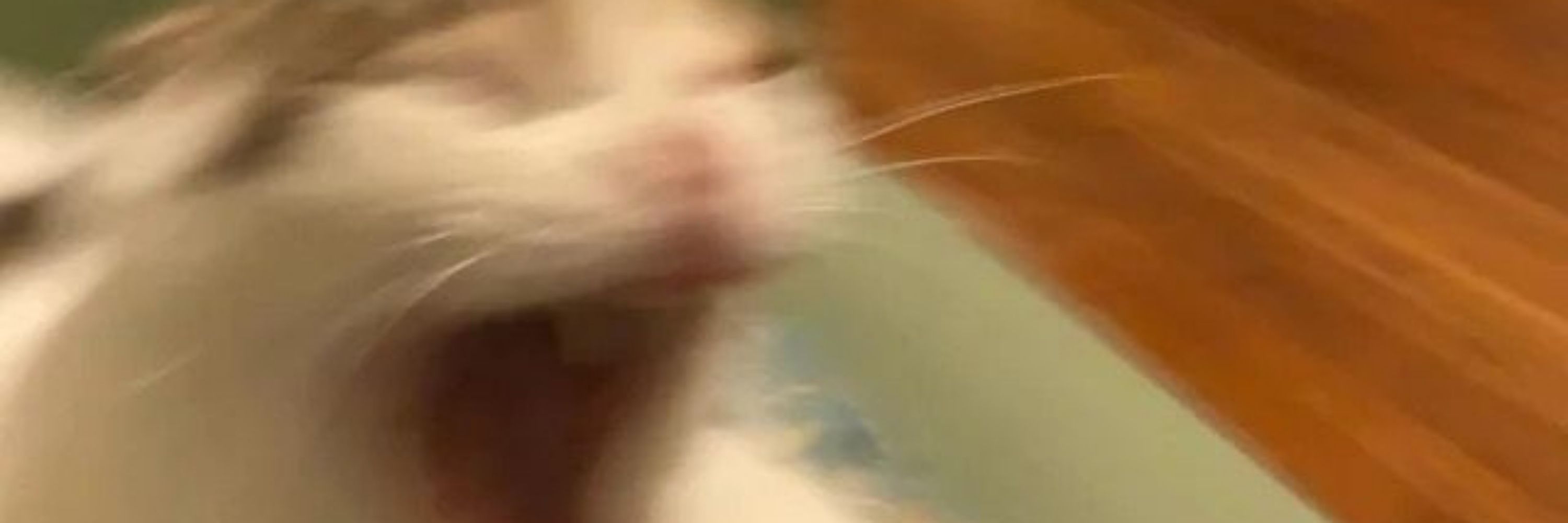 DiscoMGR