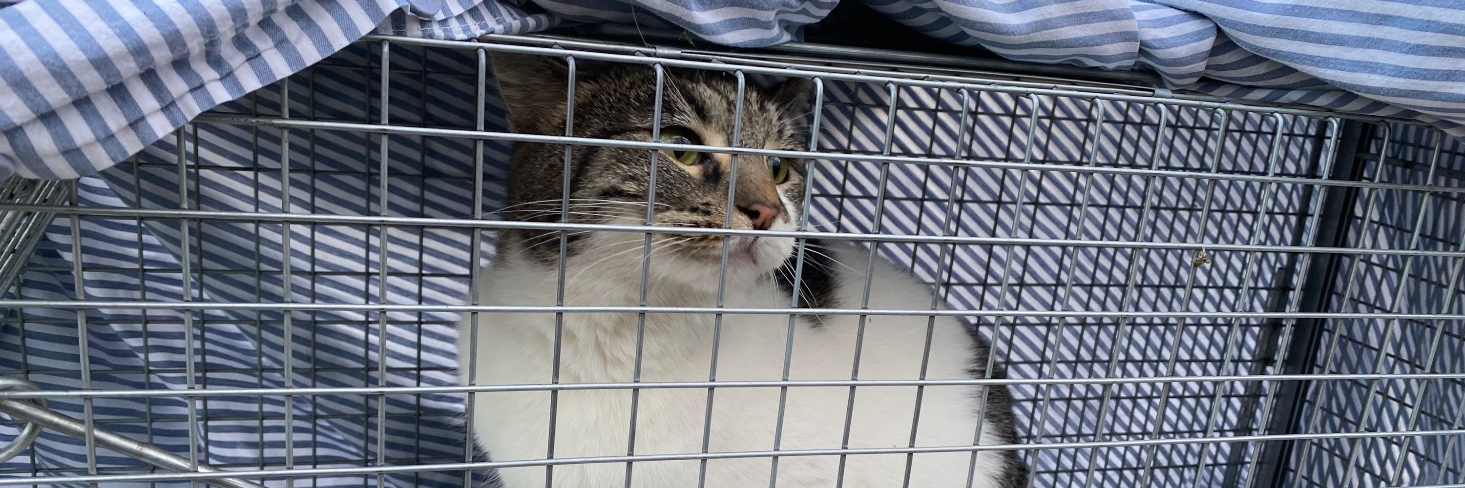 Chattanooga Feral Cat Alliance