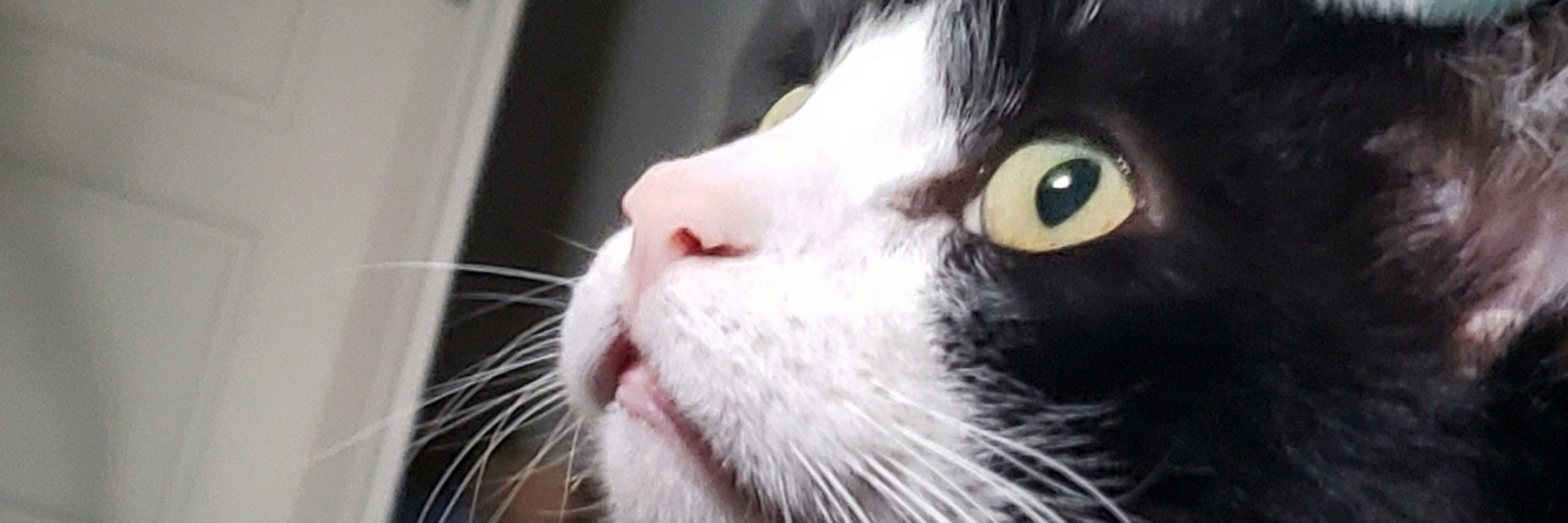 Nyx