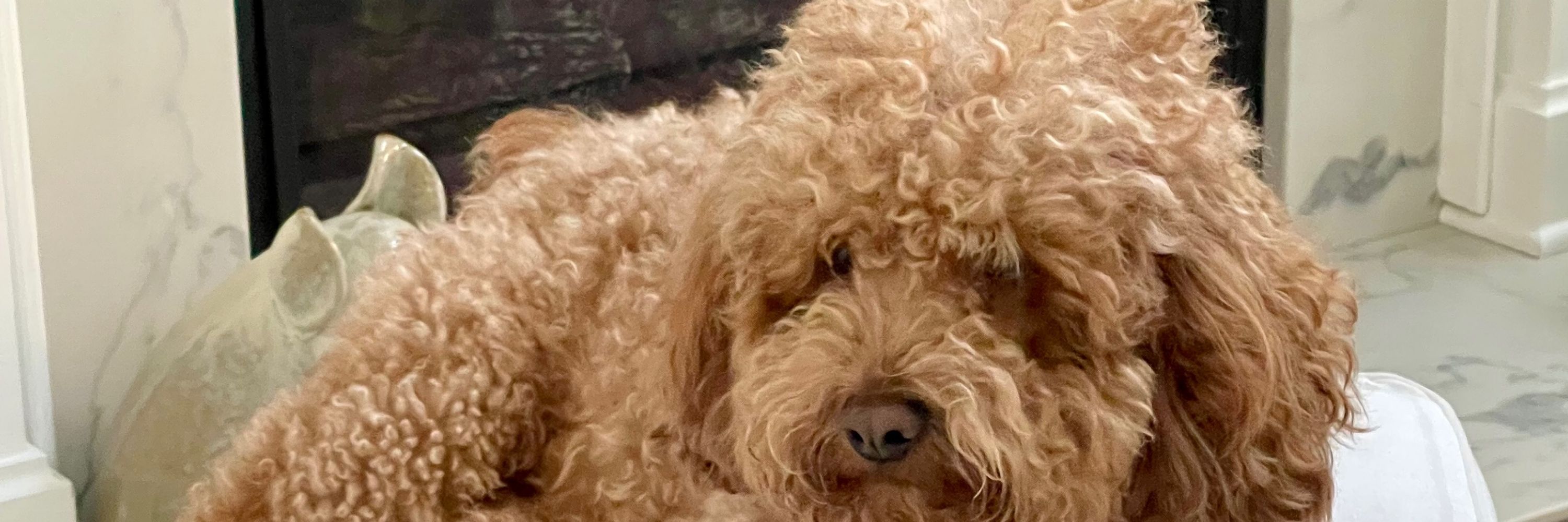 Me Milo 21 lbs of happy