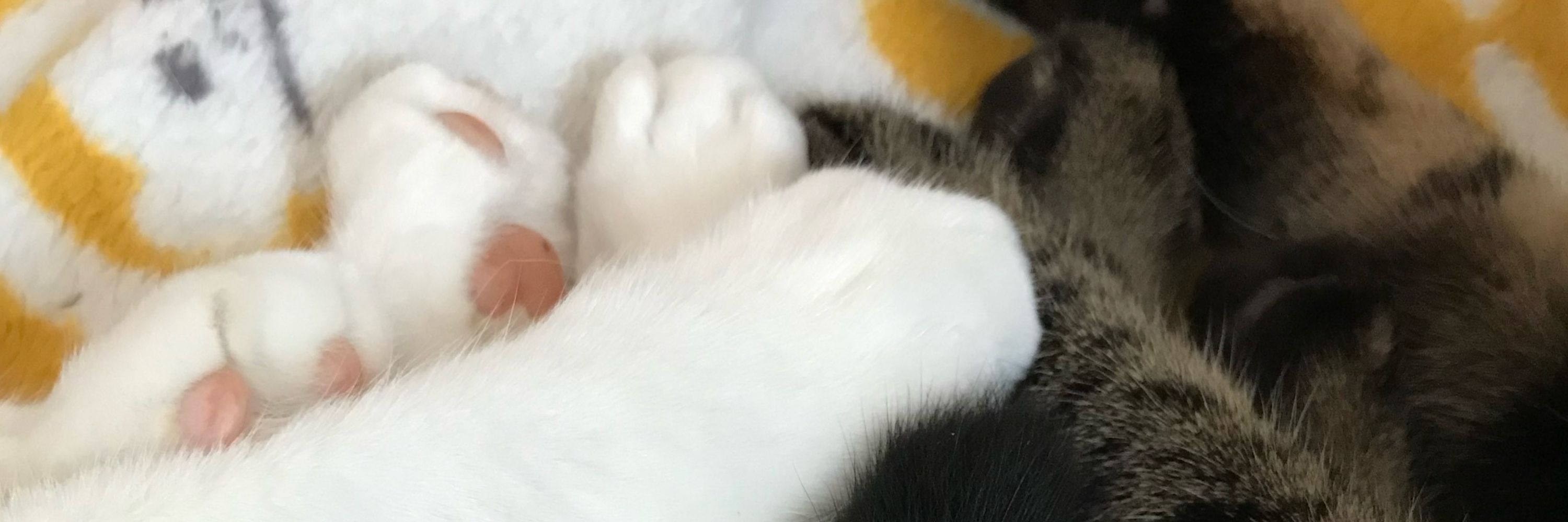 ユズコ