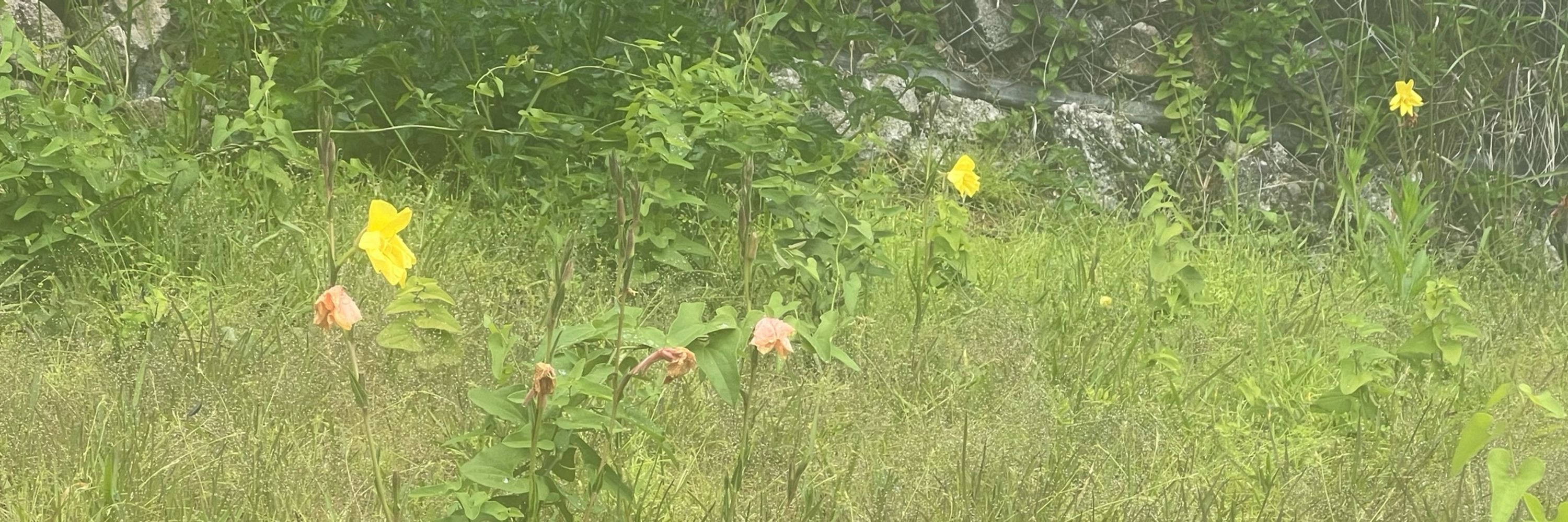 羅宮